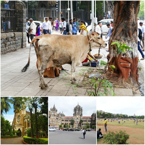 Scenes of Mumbai - including cows, the Tower Clock, Victoria Station and the Oval where Mr. O was desperate to make friends and join one of the 1000 cricket matches going on.