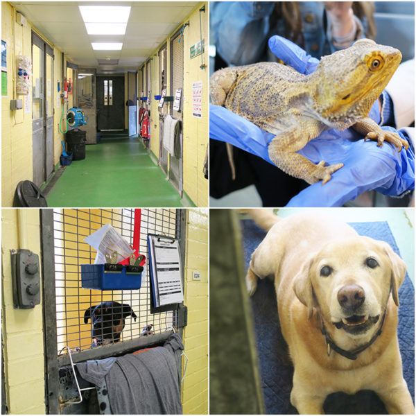 behind the scenes of heathrow britain busiest airport itv documentary animal centre behind the scenes of heathrow britain busiest airport itv documentary animal centre