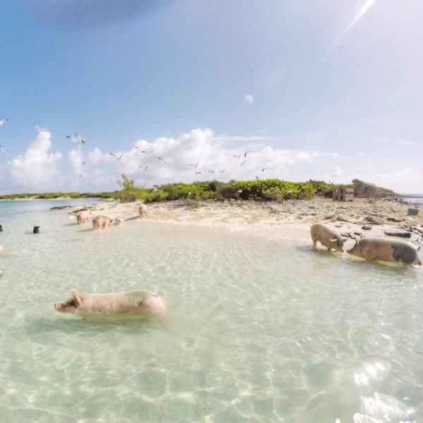 mrs o and friends best of summer exuma bahamas
