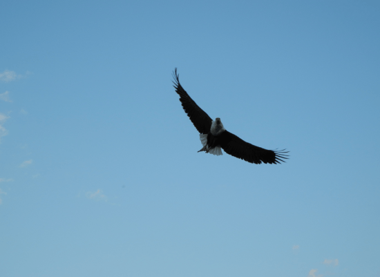 Feeding Fish Eagles on Lake Malawi Feeding Fish Eagles on Lake Malawi