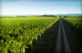 Palliser Estate - Can't believe our eyes - views are just stunning!