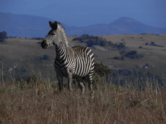 Safari at Nyika Nat'l park Safari at Nyika Nat'l park